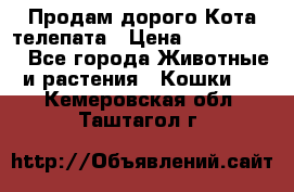  Продам дорого Кота-телепата › Цена ­ 4 500 000 - Все города Животные и растения » Кошки   . Кемеровская обл.,Таштагол г.